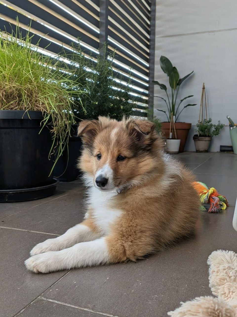 Daisy