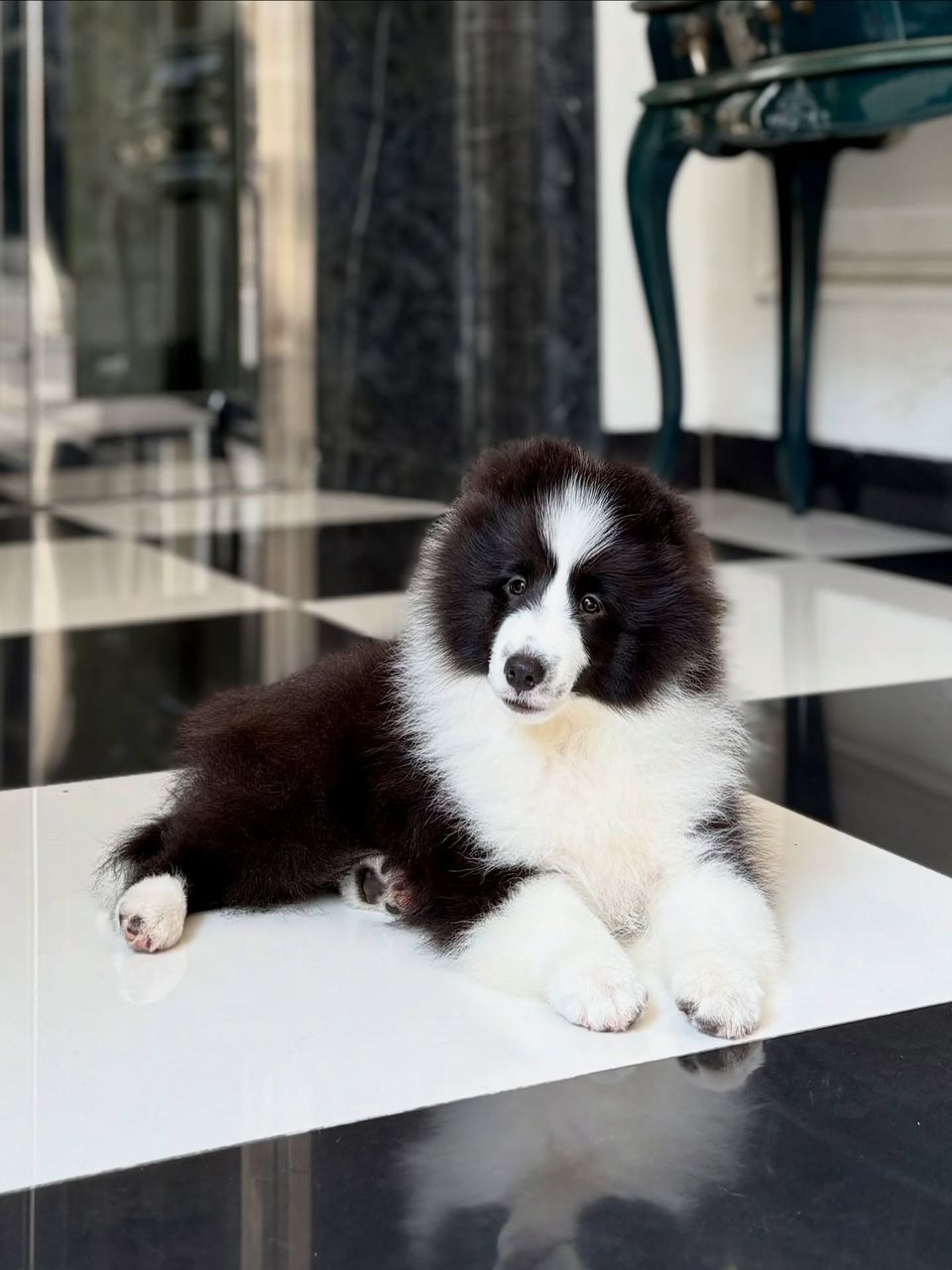 Lola