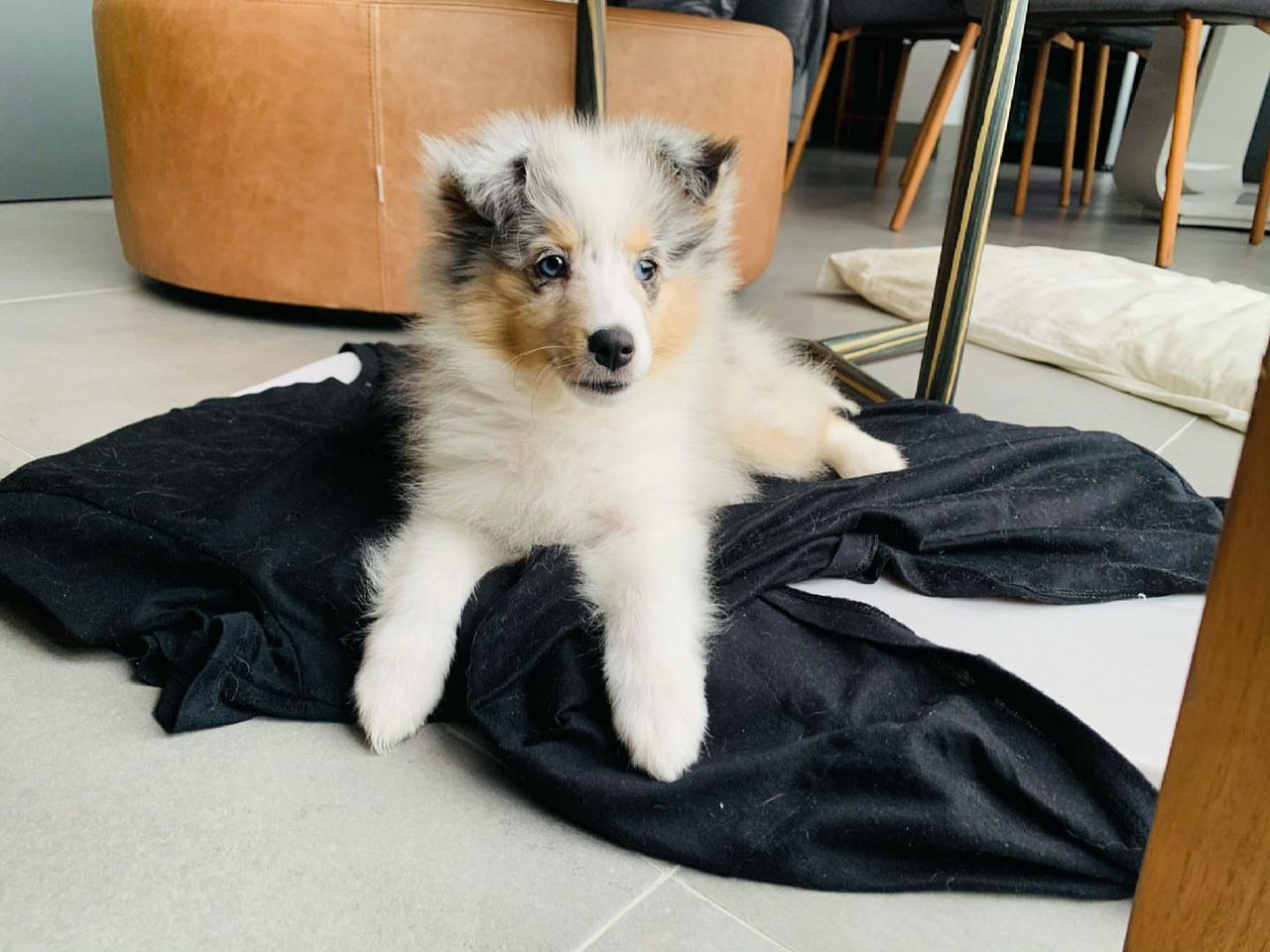 Willow